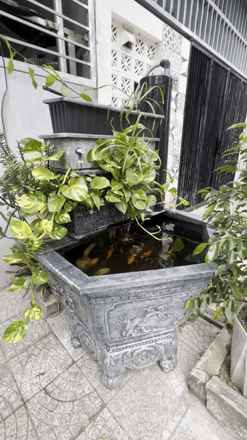 Chậu cá cảnh Đúc Xám 1m2 có bơm lọc. Mua bán Thú cưng khác tại Huyện Hòa Vang Đà Nẵng được đăng bởi khac nam hình 1
