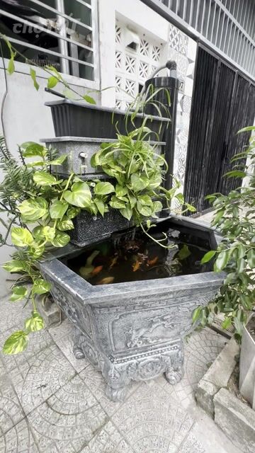 Chậu cá cảnh Đúc Xám 1m2 có bơm lọc. Mua bán Thú cưng khác tại Huyện Hòa Vang Đà Nẵng được đăng bởi khac nam hình 1
