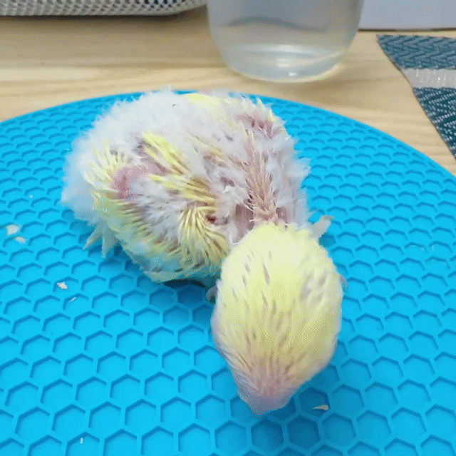 Vẹt Lovebird Mini Vàng mắt đỏ. Mua bán Chim tại Quận Bình Tân Tp Hồ Chí Minh được đăng bởi Tiên hình 1