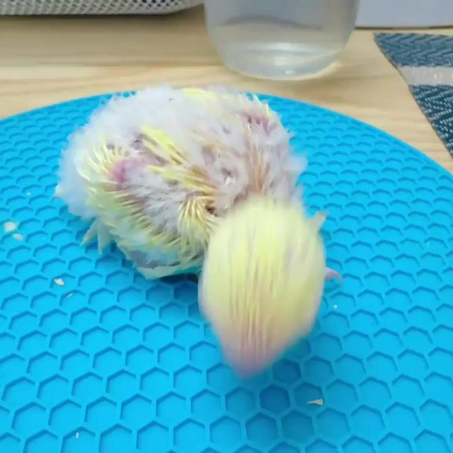 Vẹt Lovebird Mini Vàng mắt đỏ. Mua bán Chim tại Quận Bình Tân Tp Hồ Chí Minh được đăng bởi Tiên hình 1