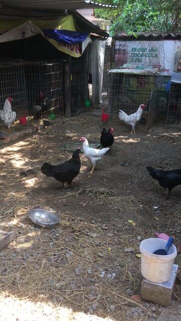 Gà nòi mái 2 gà mái nòi = 1tr 100k vnđ. Mua bán Gà tại Quận Cái Răng Cần Thơ được đăng bởi Trai Can Tho 65 hình 1