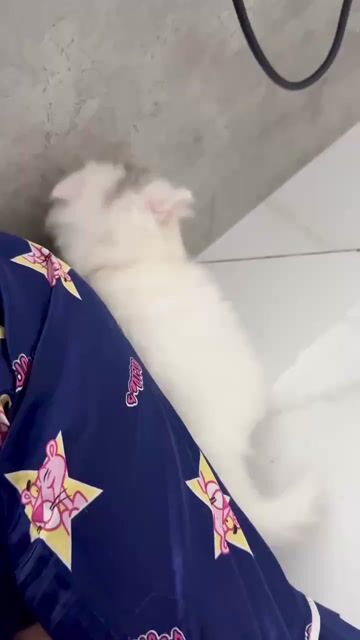 Mèo Anh lông dài Trắng Xanh Hơn 1 tháng. Mua bán Mèo tại Quận Bình Thạnh Tp Hồ Chí Minh được đăng bởi Quỳnh Hương Đoàn Thị hình 1