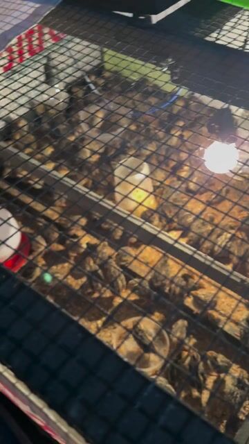 Chim cút 21 ngày tuổi. Mua bán Chim tại Quận 7 Tp Hồ Chí Minh được đăng bởi Le Thuan hình 1