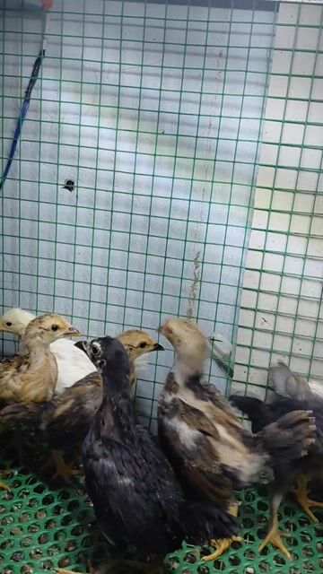 Gà tre nhiều màu. Mua bán Gà tại Quận Tân Bình Tp Hồ Chí Minh được đăng bởi khánh hình 1