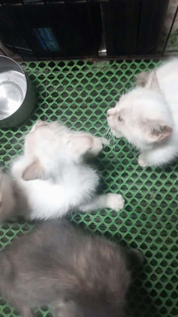Mèo anh lông ngắn. Mua bán Mèo tại Huyện Lai Vung Đồng Tháp được đăng bởi Nhat thanh hình 1