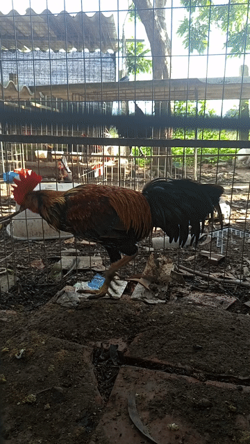Gà Thái Việt 3kg Nâu đen. Mua bán Gà tại Huyện Bến Lức Long An được đăng bởi Phương hình 1