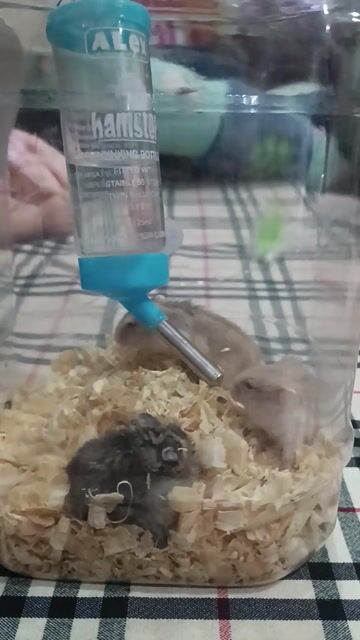 Hamster, 100k/1 cặp. Mua bán Thú cưng khác tại Quận Gò Vấp Tp Hồ Chí Minh được đăng bởi Yuri hình 1