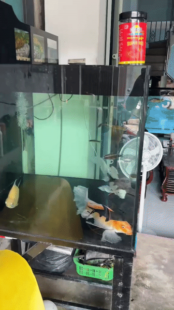 Hồ cá Kính 12ly C70 R80 D90 Chân lọc bơm oxi. Mua bán Phụ kiện, Thức ăn, Dịch vụ tại Huyện Nhà Bè Tp Hồ Chí Minh được đăng bởi Tâm hình 1