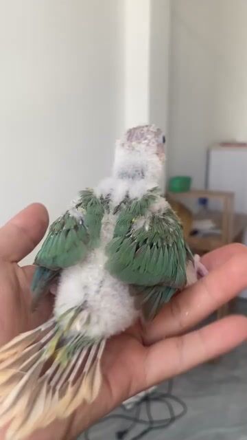 GreenCheek Pine Blue Non Dạn Người, Thông Minh. Mua bán Chim tại Quận 12 Tp Hồ Chí Minh được đăng bởi Lê Trọng Tính hình 1