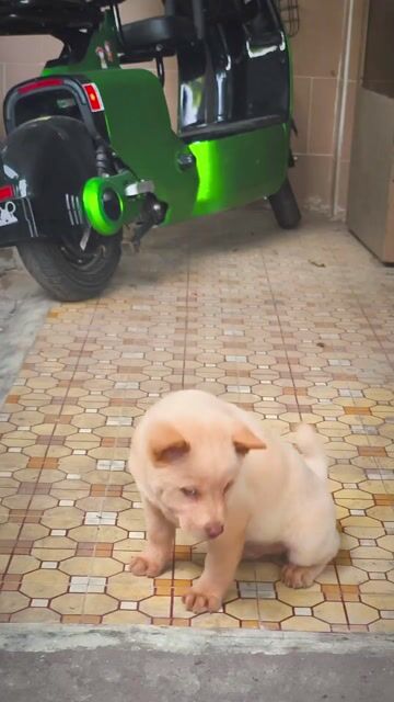 Chó Mông Cộc Vàng Kem + Lưỡi Đen (Chuẩn Giống). Mua bán Chó tại Quận Gò Vấp Tp Hồ Chí Minh được đăng bởi Shop SH Và Chó Cộc Sài Gòn hình 1