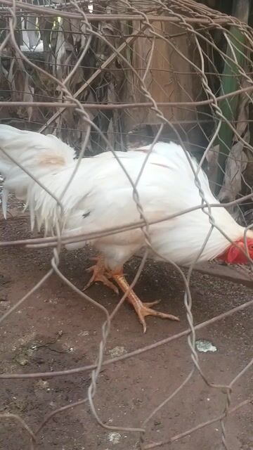 3k5 bướm tay cục win 1x. Mua bán Gà tại Huyện Châu Đức Bà Rịa - Vũng Tàu được đăng bởi Việt Mỹ  hình 1