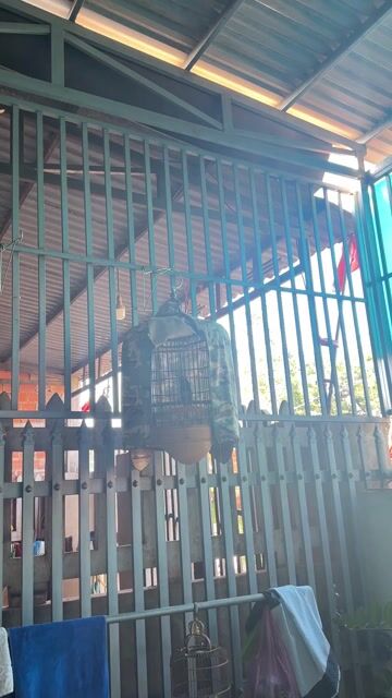 Chim Choè than 3 mùa hót tốt. Mua bán Chim tại Huyện Krông Năng Đắk Lắk được đăng bởi nguyen hình 1