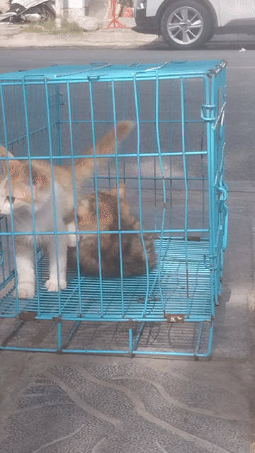 Mèo lông ngắn Cái Đực 2 tháng màu Nhiều màu. Mua bán Mèo tại Quận Hoàng Mai Hà Nội được đăng bởi MAI THANH NHÀN hình 1