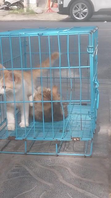 Mèo lông ngắn Cái Đực 2 tháng màu Nhiều màu. Mua bán Mèo tại Quận Hoàng Mai Hà Nội được đăng bởi MAI THANH NHÀN hình 1
