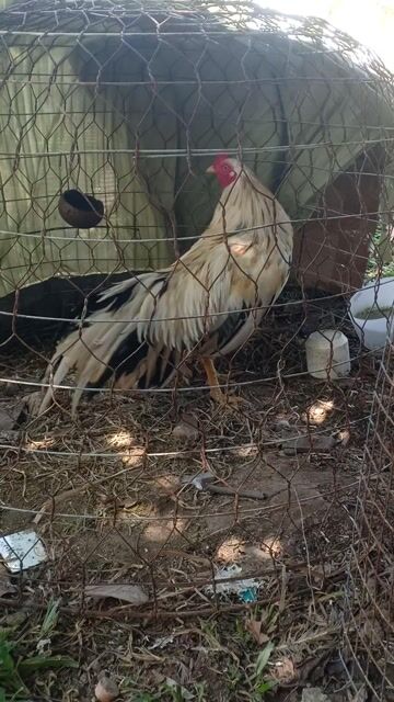 Bướm tơ zin.2k7. Mua bán Gà tại Huyện Cái Nước Cà Mau được đăng bởi Quốc hình 1