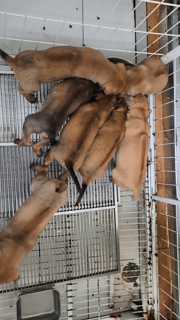 Chó Phú Quốc Vàng Bò. Mua bán Chó tại Thành phố Sa Đéc Đồng Tháp được đăng bởi Penta Store hình 1