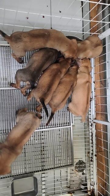 Chó Phú Quốc Vàng Bò. Mua bán Chó tại Thành phố Sa Đéc Đồng Tháp được đăng bởi Penta Store hình 1