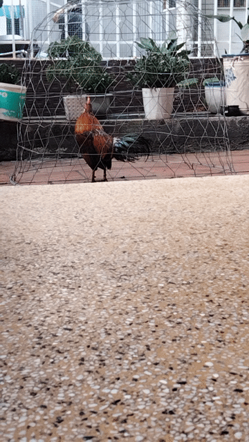 gà rừng f3. Mua bán Gà tại Quận Thanh Khê Đà Nẵng được đăng bởi Khoa Đăng hình 1