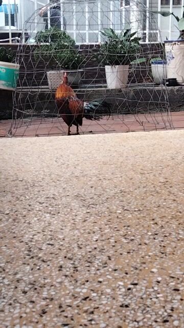 gà rừng f3. Mua bán Gà tại Quận Thanh Khê Đà Nẵng được đăng bởi Khoa Đăng hình 1