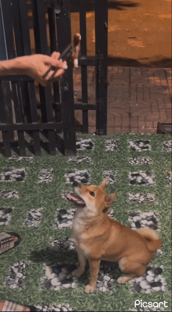 Chó Shiba Inu Nâu vàng khoẻ mạnh đã tiêm phòng. Mua bán Chó tại Thành phố Thủ Đức Tp Hồ Chí Minh được đăng bởi Buffalo hình 1