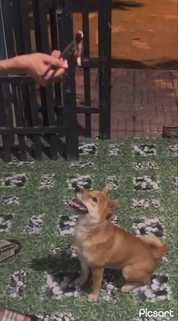 Chó Shiba Inu Nâu vàng khoẻ mạnh đã tiêm phòng. Mua bán Chó tại Thành phố Thủ Đức Tp Hồ Chí Minh được đăng bởi Buffalo hình 1