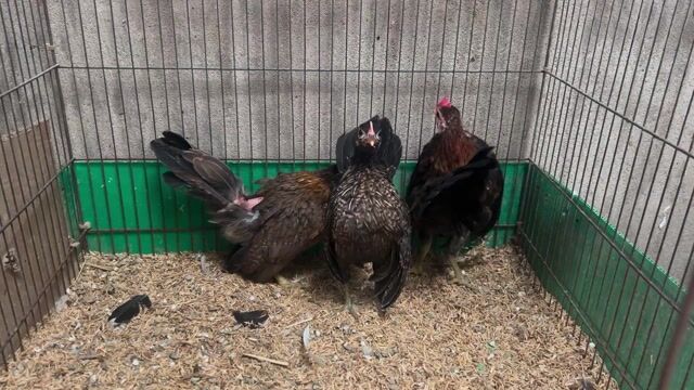 Gà Serama Đen. Mua bán Gà tại Thành phố Biên Hòa Đồng Nai được đăng bởi Duy hình 1