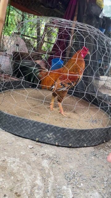 vàng bông tơ 3kg trạng 3k2. Mua bán Gà tại Huyện Thoại Sơn An Giang được đăng bởi Tài Long xuyên hình 1