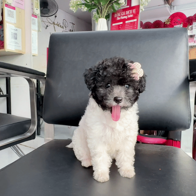Chó Poodle cái 2 tháng 1 mũi bò sữa xám. Mua bán Chó tại Quận Gò Vấp Tp Hồ Chí Minh được đăng bởi phương hình 1