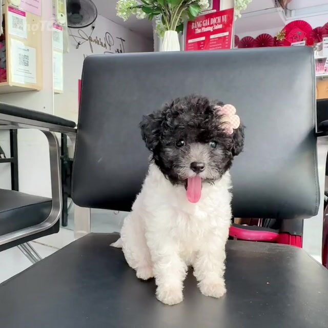 Chó Poodle cái 2 tháng 1 mũi bò sữa xám. Mua bán Chó tại Quận Gò Vấp Tp Hồ Chí Minh được đăng bởi phương hình 1