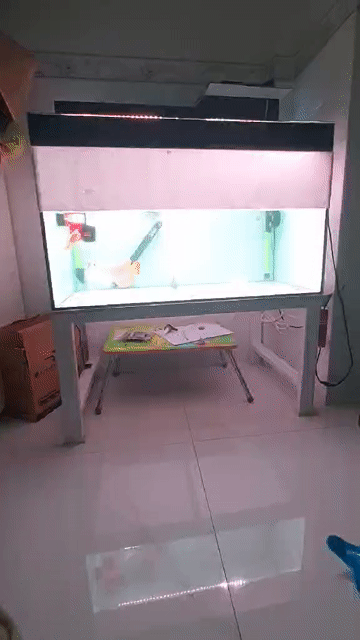 Bể cá 100.60.60 kính 10 li mài vi tính . Mua bán Phụ kiện, Thức ăn, Dịch vụ tại Thị xã Phú Mỹ Bà Rịa - Vũng Tàu được đăng bởi Pets  hình 1