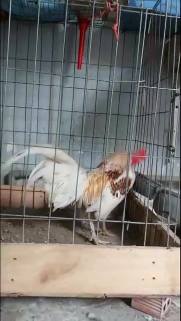 Gà Trắng Nâu 1.4kg. Mua bán Gà tại Quận 8 Tp Hồ Chí Minh được đăng bởi Nhật  hình 1