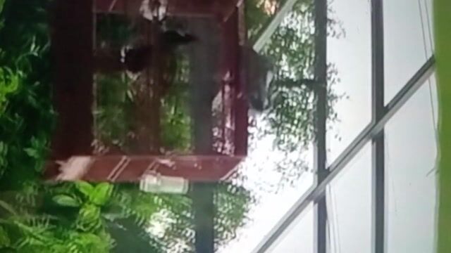 Chim chào mào đực. Mua bán Chim tại Quận 8 Tp Hồ Chí Minh được đăng bởi tang đuc hieu hình 1