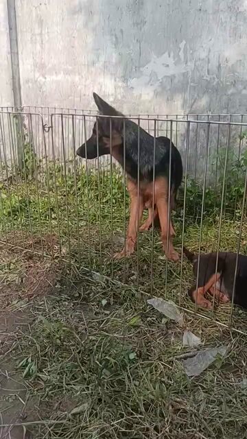 Bécgie Đức cái cực VIP. Mua bán Chó tại Huyện Bình Chánh Tp Hồ Chí Minh được đăng bởi Anh nông dân da đen hình 1