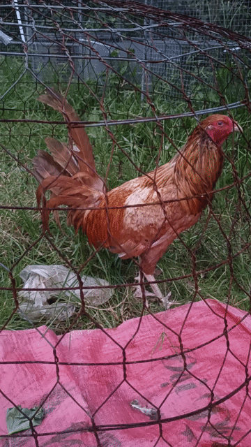 Gà trống Khét sữa ca cao 3kg 7 tháng. Mua bán Gà tại Huyện Cầu Kè Trà Vinh được đăng bởi TRUNG KIÊN hình 1
