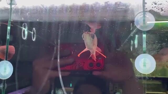 Cá Huyết long 20cm Hồng. Mua bán Thú cưng khác tại Huyện Tân Hồng Đồng Tháp được đăng bởi Nguyễn Tình hình 1