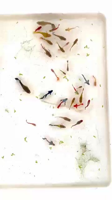 Cá bảy màu Đa sắc 20 con. Mua bán Thú cưng khác tại Quận Bình Thuỷ Cần Thơ được đăng bởi LQ fish hình 1