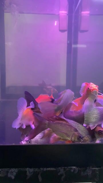 Cá chép phi tần 10-15cm. Mua bán Thú cưng khác tại Quận Bình Thạnh Tp Hồ Chí Minh được đăng bởi Khoa Le hình 1