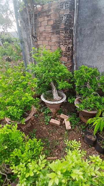 Cây cảnh Nguyệt quế 50 chậu. Mua bán Cây cảnh, đồ trang trí tại Huyện Tân Phú Đồng Nai được đăng bởi Nguyễn Thanh Nam hình 1