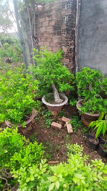 Cây cảnh Nguyệt quế 50 chậu. Mua bán Cây cảnh, đồ trang trí tại Huyện Tân Phú Đồng Nai được đăng bởi Nguyễn Thanh Nam hình 1