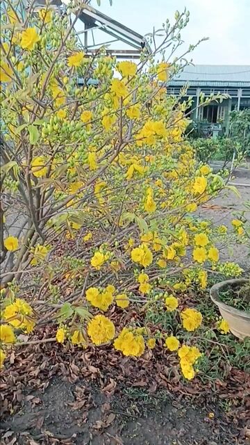 Mai vàng ghép cúc thọ hương. Mua bán Cây cảnh, đồ trang trí tại Huyện Cần Giuộc Long An được đăng bởi TUAN NGUYÊN  hình 1