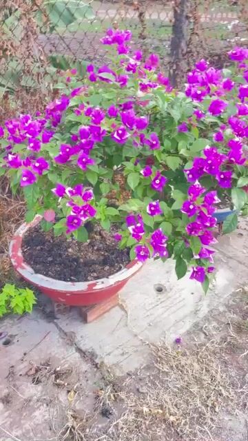 Cây cảnh Hoa giấy Tím. Mua bán Cây cảnh, đồ trang trí tại Thành phố Thủ Dầu Một Bình Dương được đăng bởi Hoàng Thắm hình 1