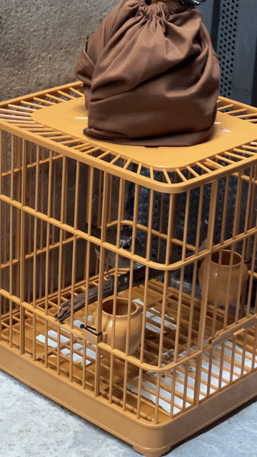 Chim Oanh cổ đỏ & lồng TQ. Mua bán Chim tại Quận Gò Vấp Tp Hồ Chí Minh được đăng bởi Đức hình 1