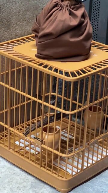 Chim Oanh cổ đỏ & lồng TQ. Mua bán Chim tại Quận Gò Vấp Tp Hồ Chí Minh được đăng bởi Đức hình 1