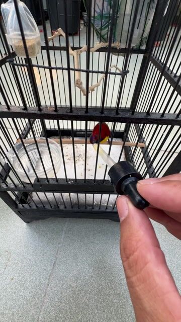 Chim Bug vàng Đà Lạt. Mua bán Chim tại Quận 6 Tp Hồ Chí Minh được đăng bởi long hình 1