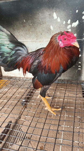 siu mỹ trang 1k1 tay tốt long mới zê chơi liên đc . Mua bán Gà tại Thành phố Thủ Dầu Một Bình Dương được đăng bởi Thanh Tiền hình 1