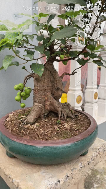 Cây cảnh Sung nếp. Mua bán Cây cảnh, đồ trang trí tại Huyện Phù Cừ Hưng Yên được đăng bởi Tên chưa cung cấp hình 1