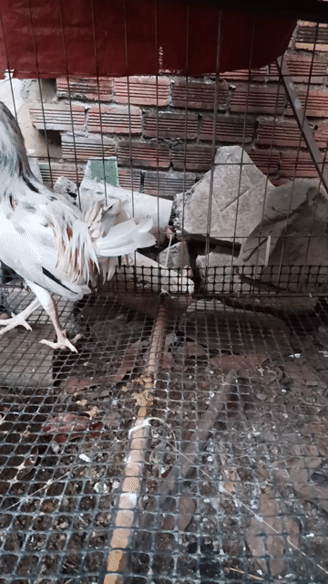 Gà bướm siu Mỹ trạng 1k7 Trống. Mua bán Gà tại Huyện Thống Nhất Đồng Nai được đăng bởi pham dang khoa hình 1