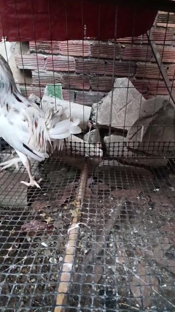 Gà bướm siu Mỹ trạng 1k7 Trống. Mua bán Gà tại Huyện Thống Nhất Đồng Nai được đăng bởi pham dang khoa hình 1