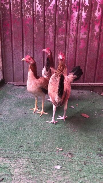 mái Cuban. Mua bán Gà tại Huyện Hóc Môn Tp Hồ Chí Minh được đăng bởi Shop gà tre  hình 1