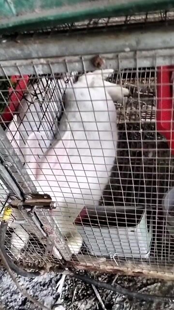 Thỏ nuôi trắng. Mua bán Thú cưng khác tại Huyện Trảng Bom Đồng Nai được đăng bởi Ngon Huu hình 1
